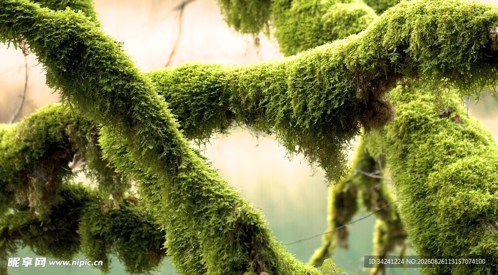 翠绿蔓延的青苔景观