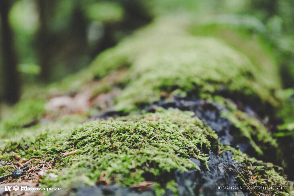长满青苔的树干特写