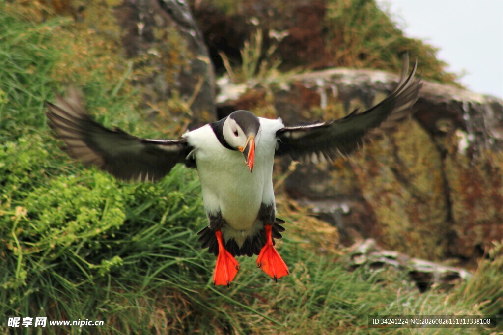 海鹦展翅于绿植间