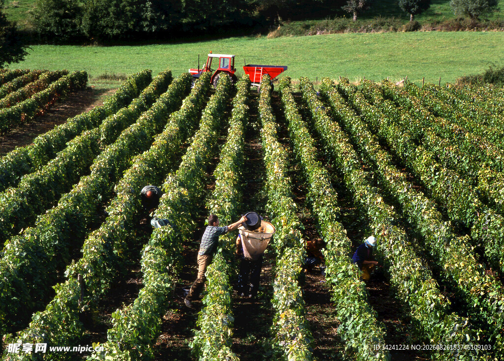 农田劳作景象