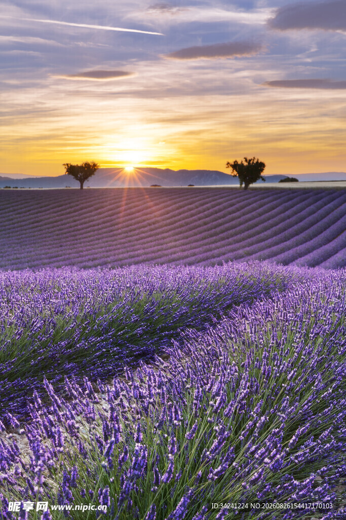 夕阳下的薰衣草花田美景