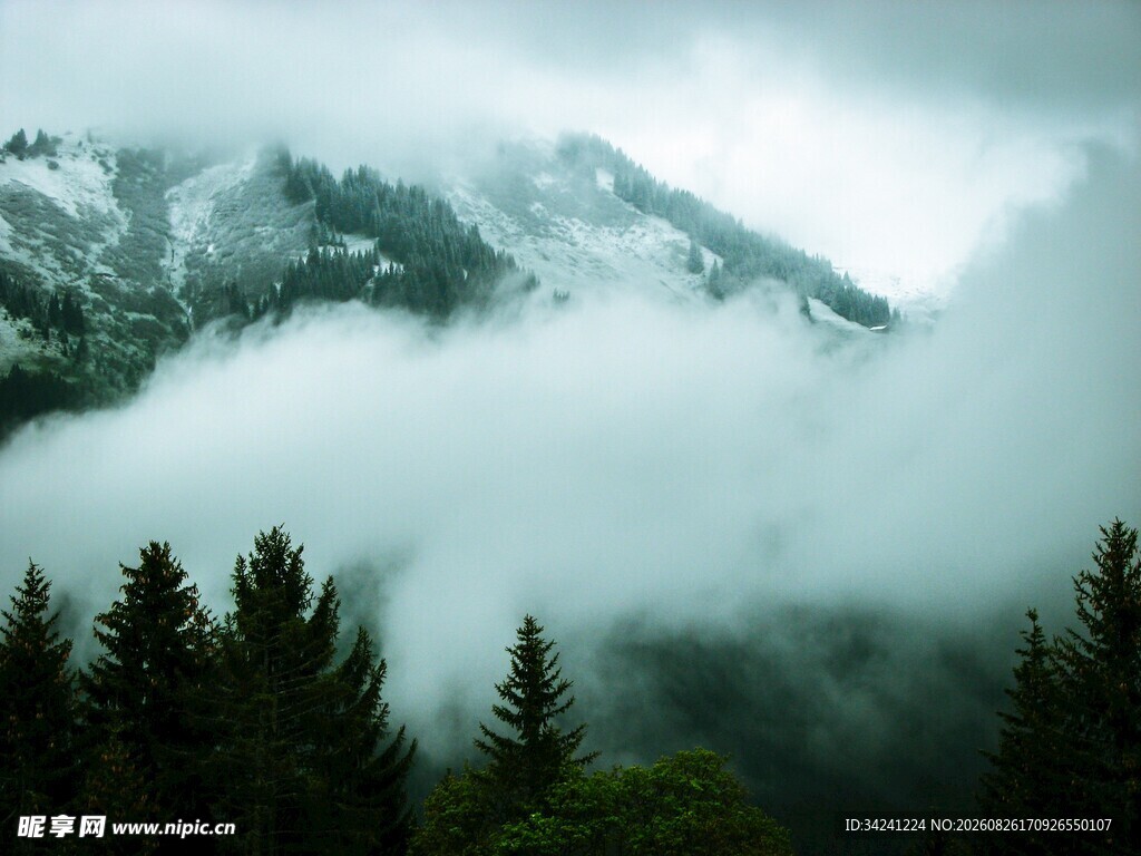 云雾缭绕的山林美景