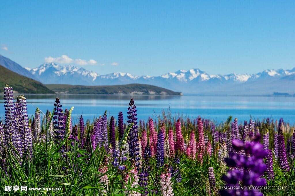 湖畔紫花与远山美景