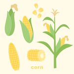 卡通玉米插画