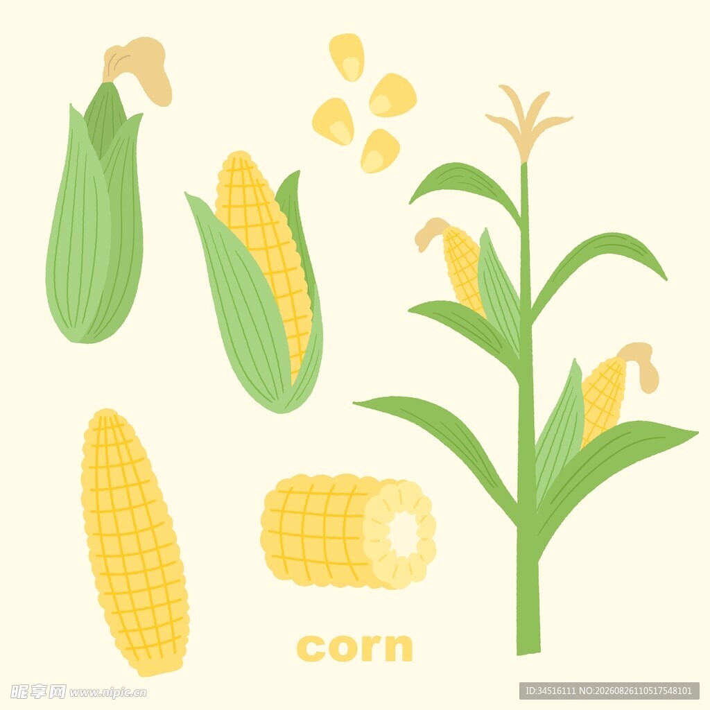 卡通玉米插画