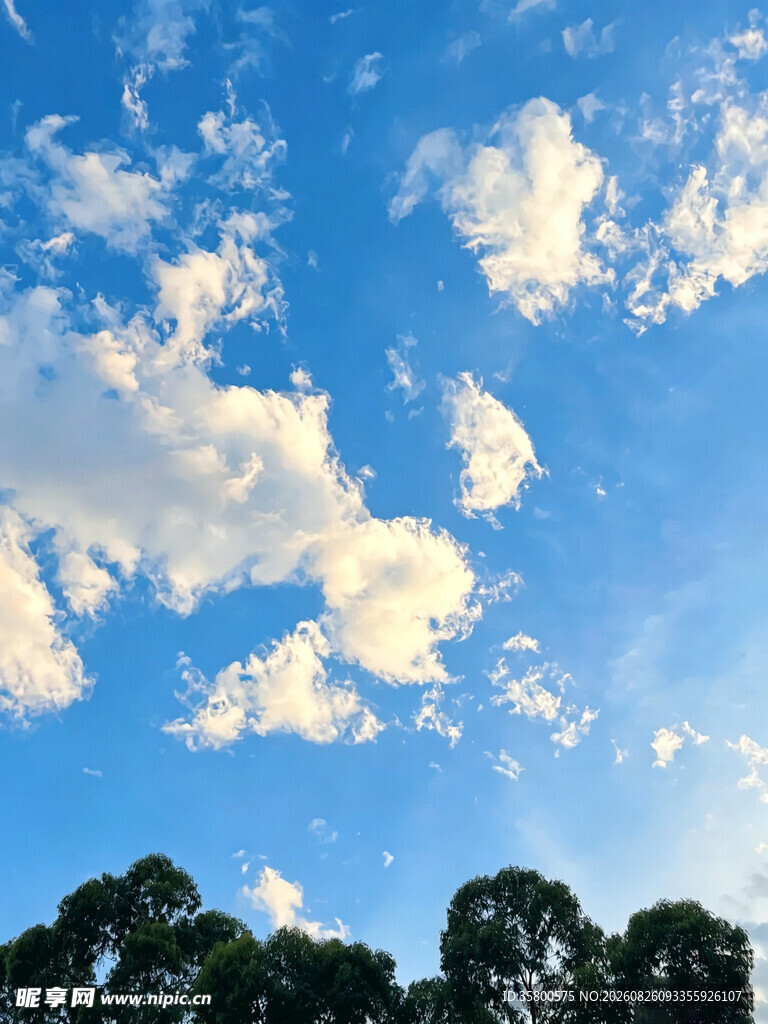 蓝天与白云下的树梢