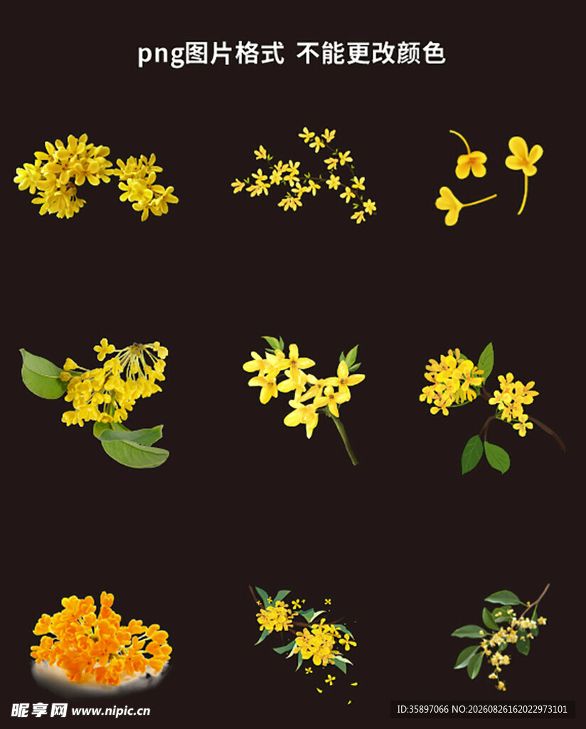 桂花素材