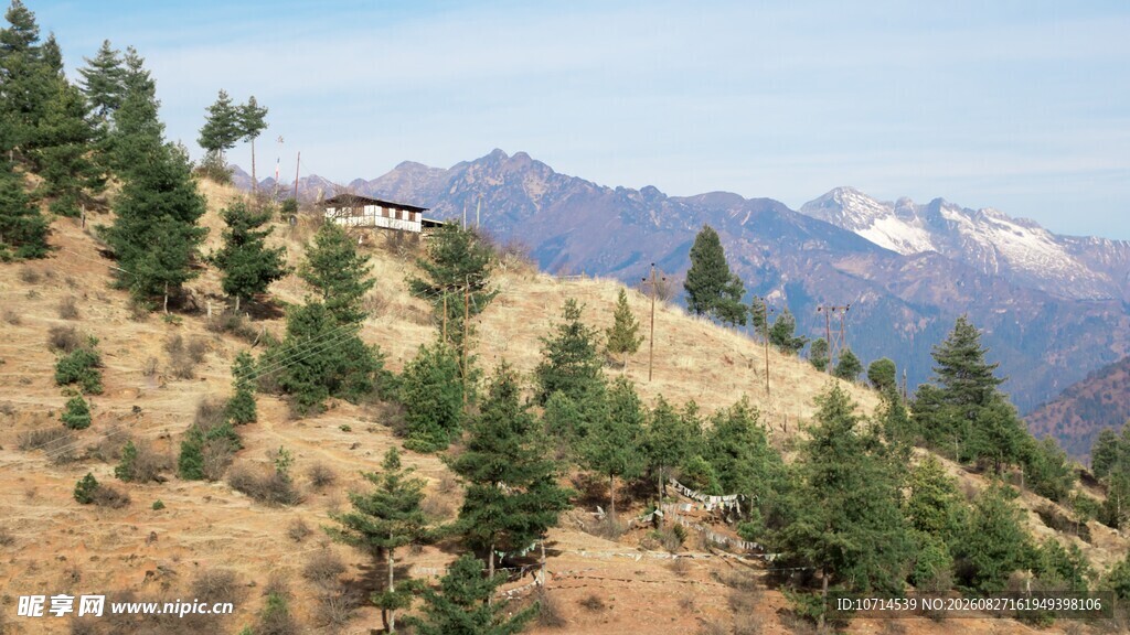 山坡松林与远处山峦