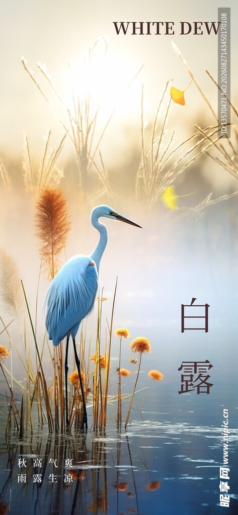 湖畔白鹭  自然诗意之景