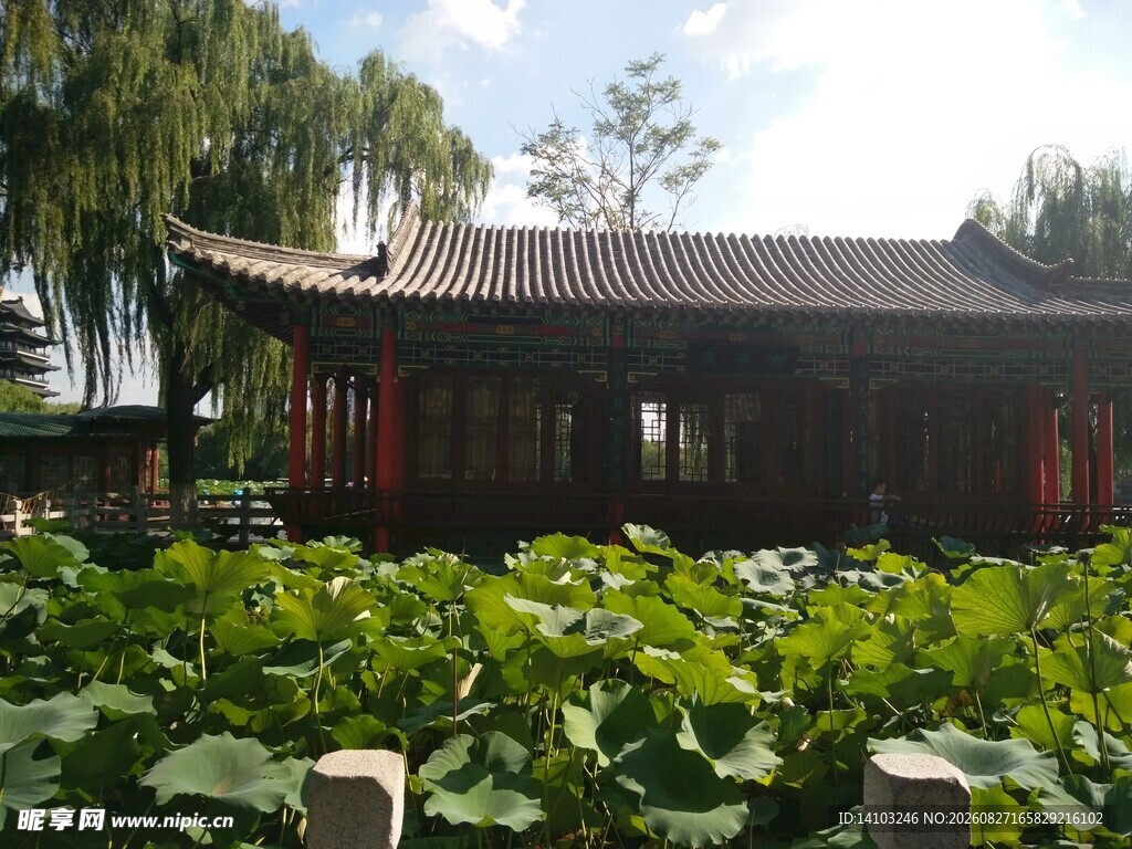 中式庭院荷花环绕古建筑
