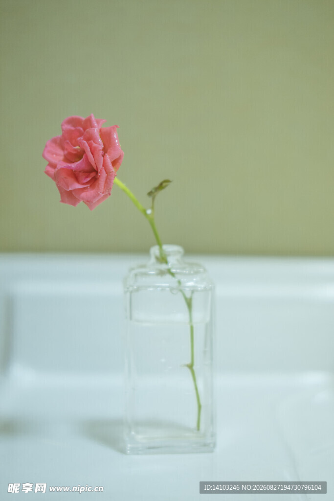 蔷薇花