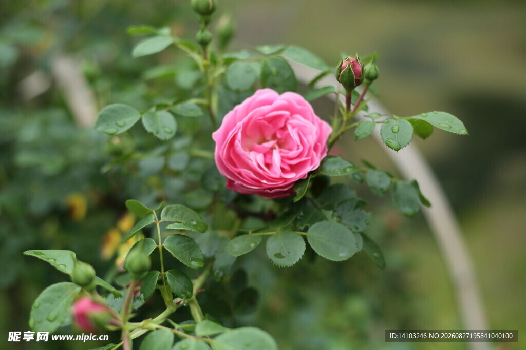 蔷薇花