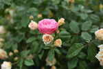 蔷薇花
