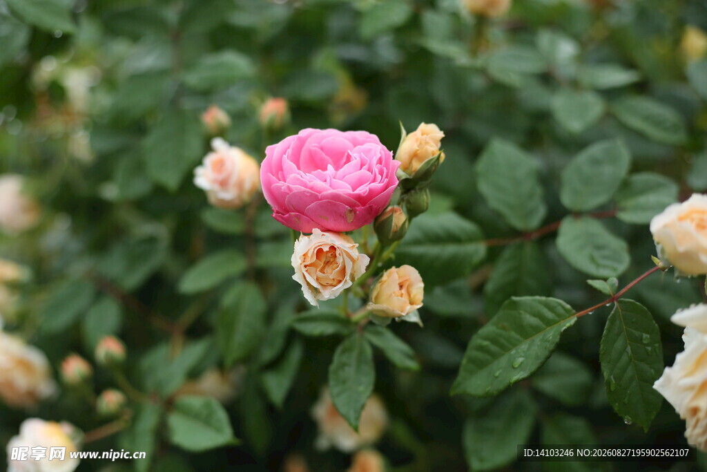 蔷薇花