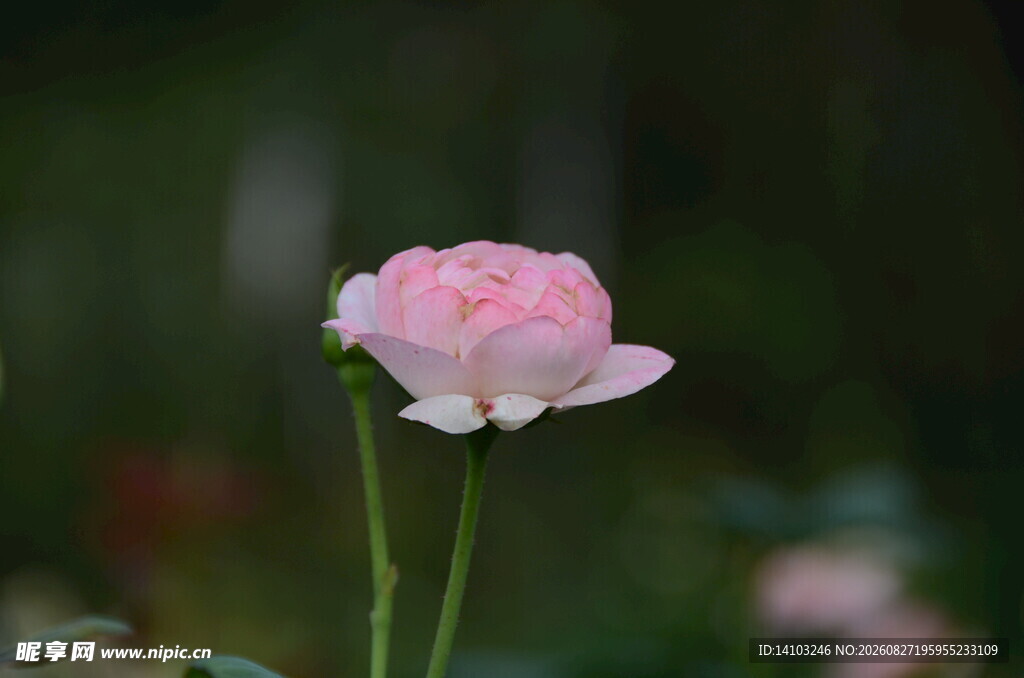 粉色娇艳单朵月季花