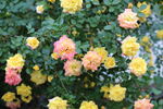蔷薇花
