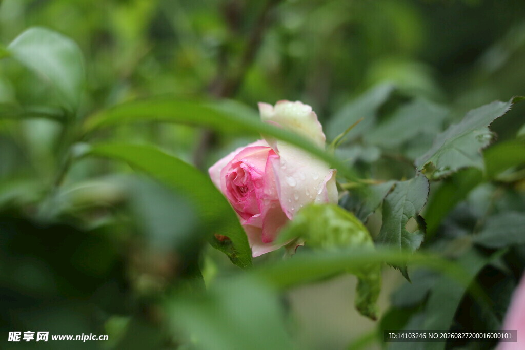 蔷薇花