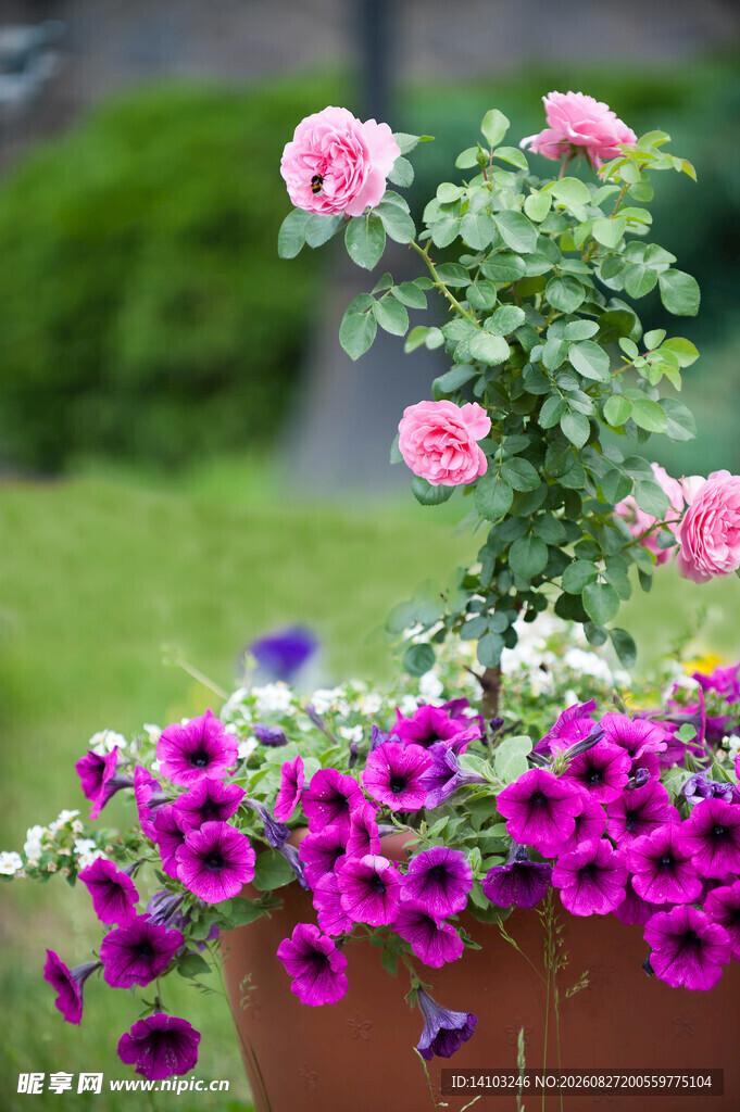 蔷薇花