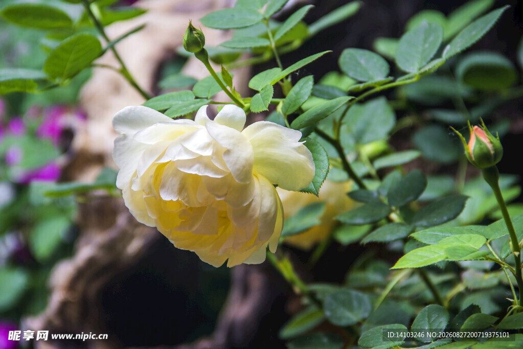 蔷薇花