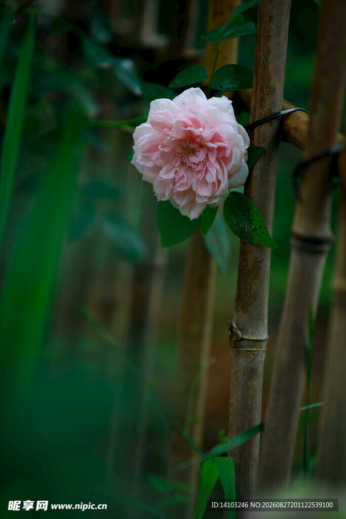 蔷薇花