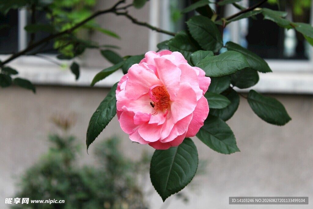 娇艳粉色月季花特写