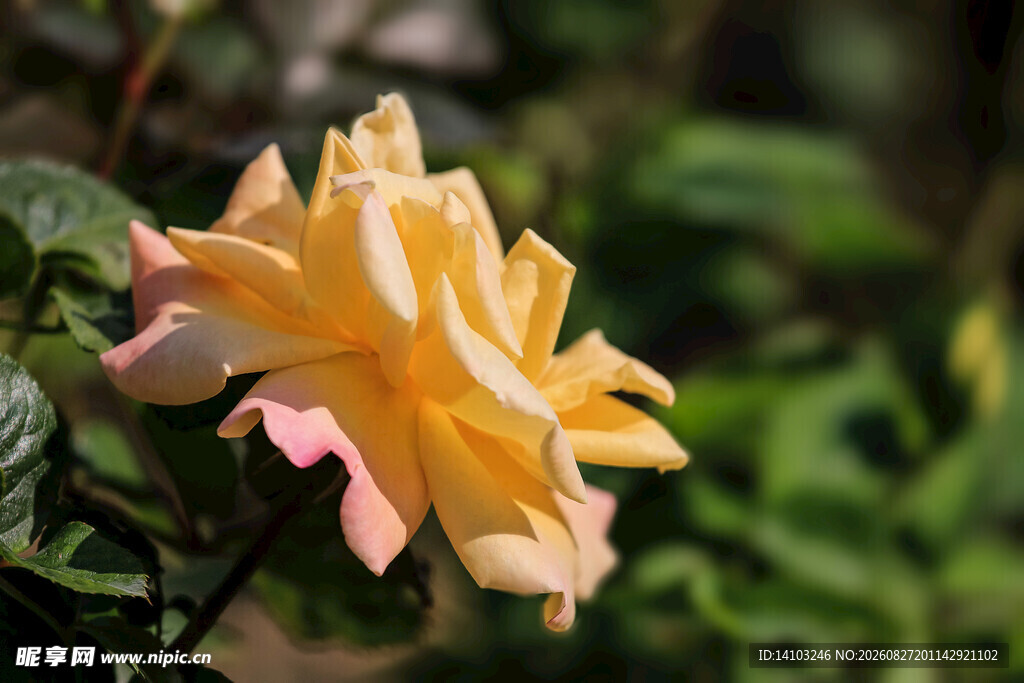 黄粉渐变月季花特写
