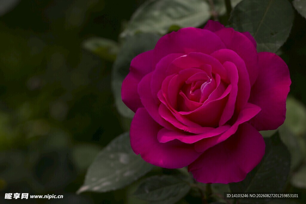 娇艳玫红色月季花