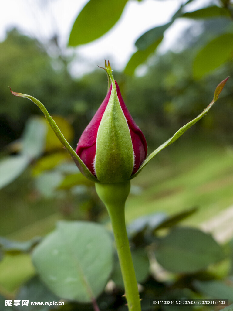含苞待放的娇艳玫瑰