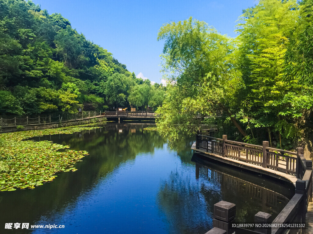 湖畔绿荫美景