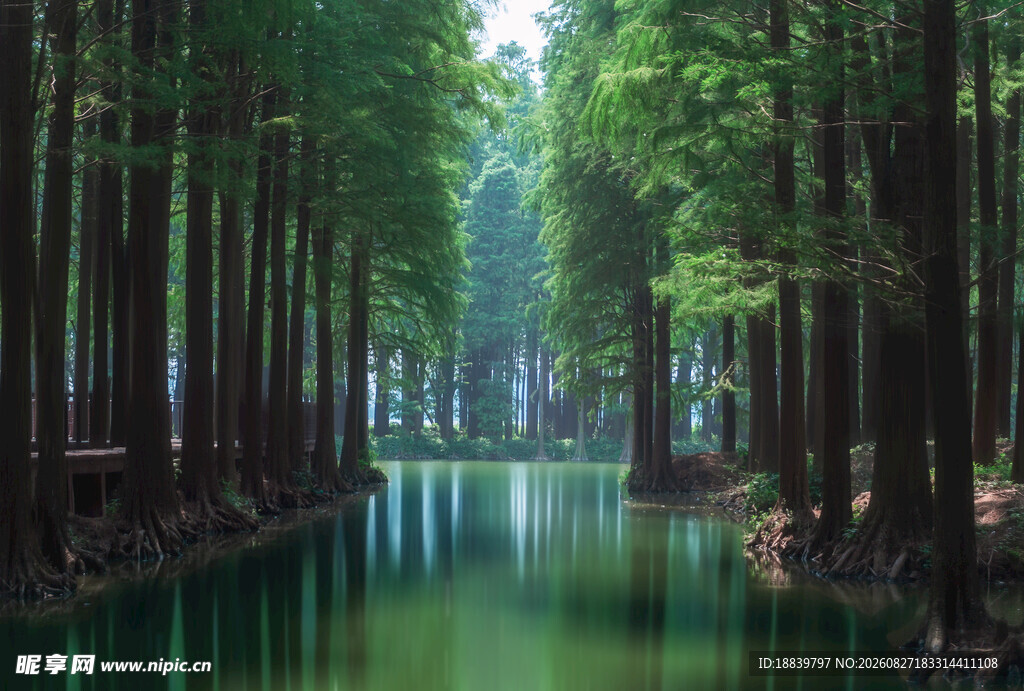 水上森林美景