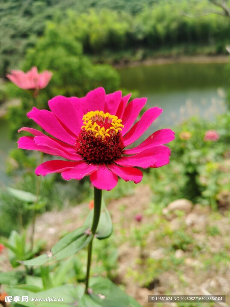 花