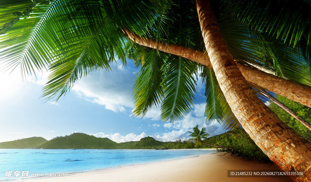 热带海滩椰树美景