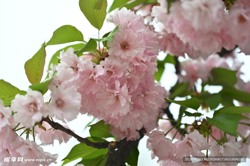 粉嫩樱花绽放枝头