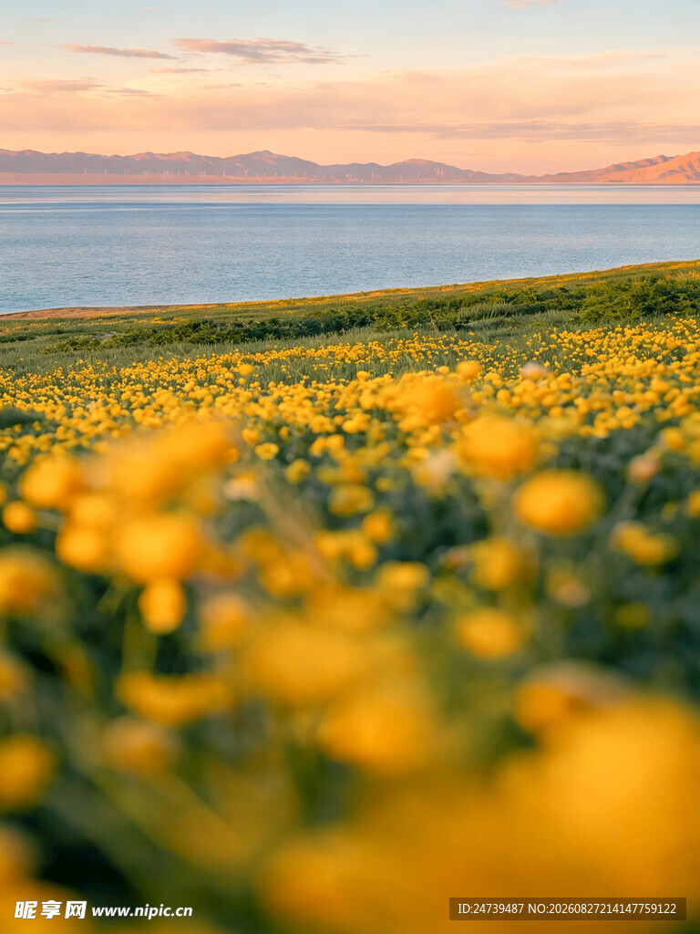 金色花海与远方海景