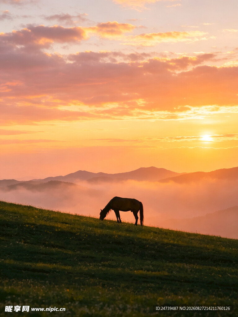 夕阳下独马于绿野