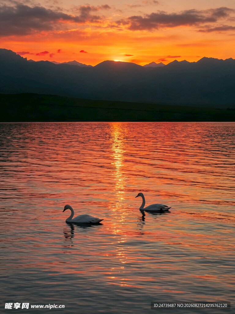 夕阳下湖面的双天鹅