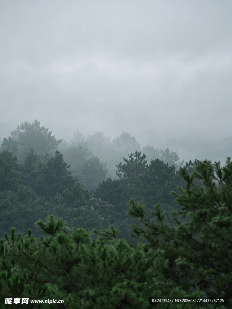 云雾缭绕的山林美景