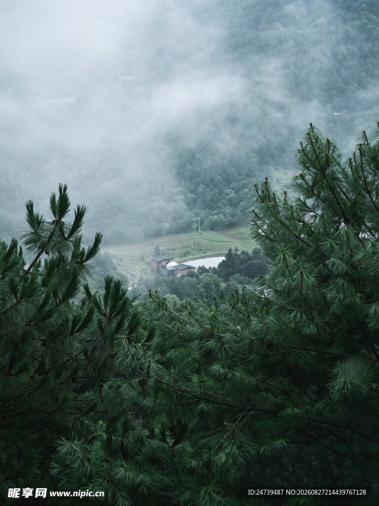 山间雾霭中的葱郁树林