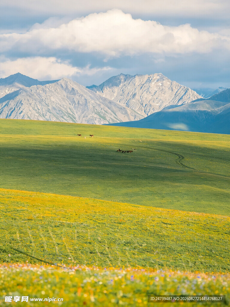 草原花海与远山美景