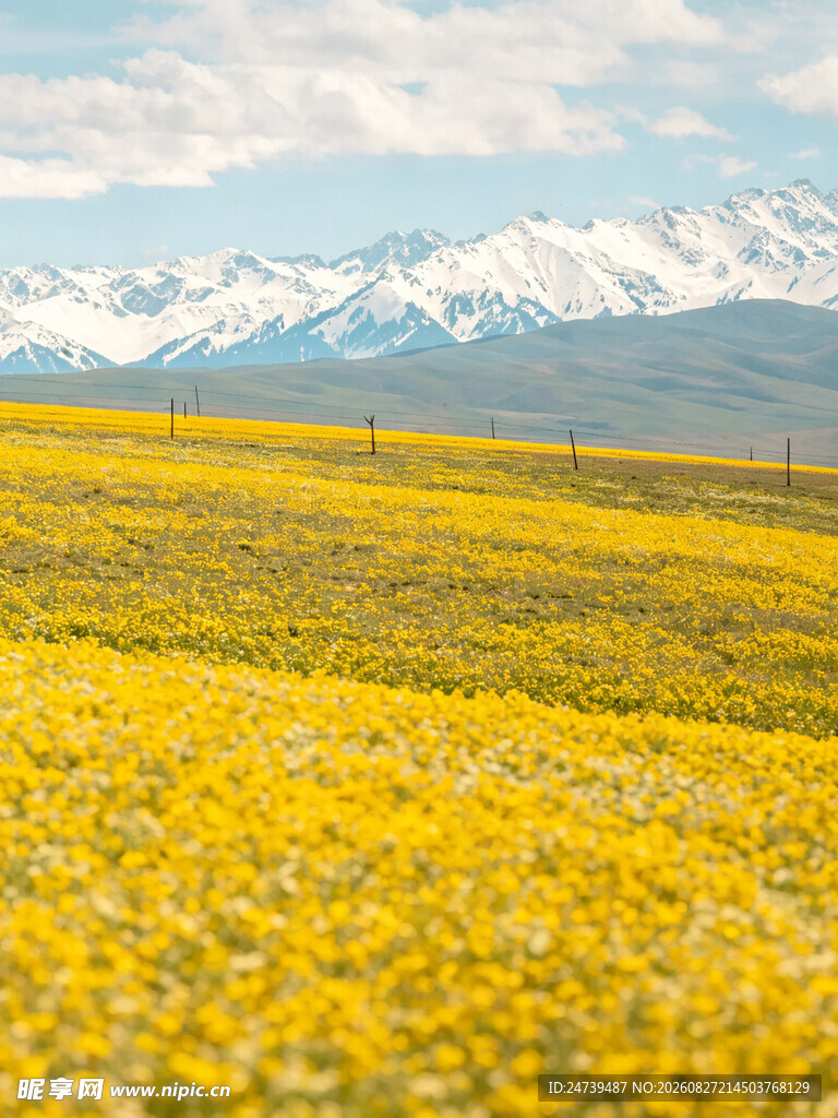 金黄花海与远处雪山美景