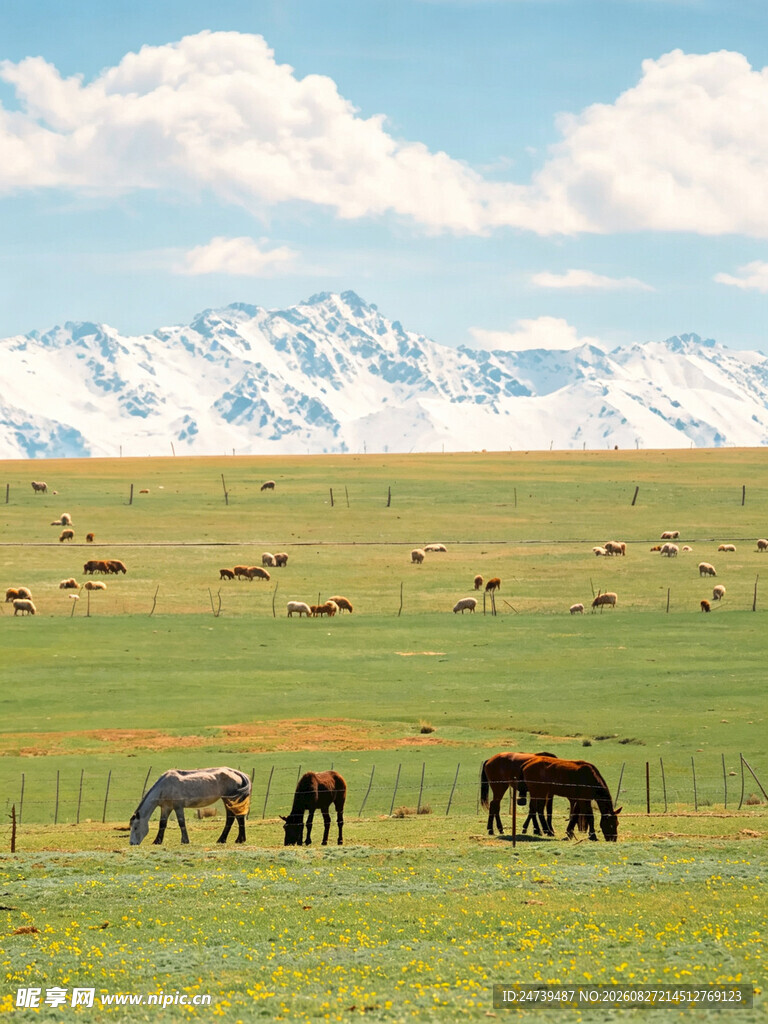 草原骏马与远处雪山美景