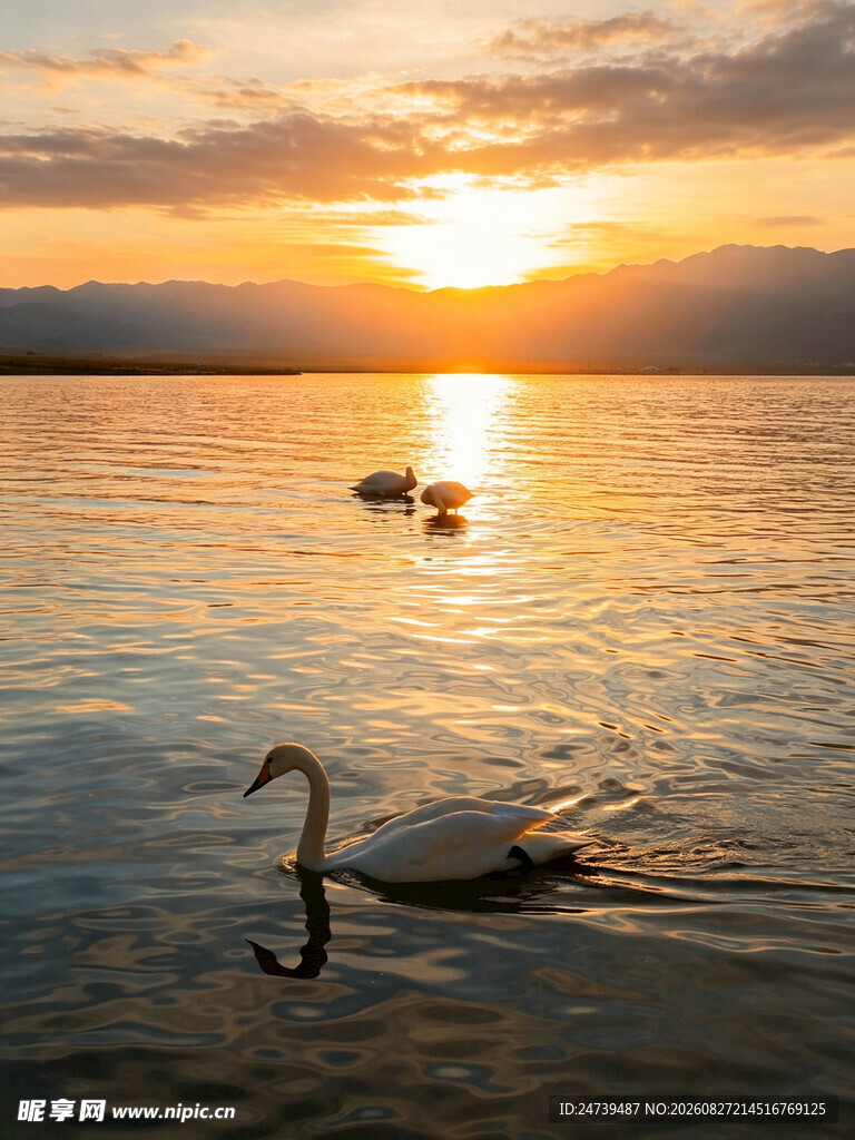 夕阳下湖面的优雅天鹅