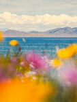 湖畔花海美景