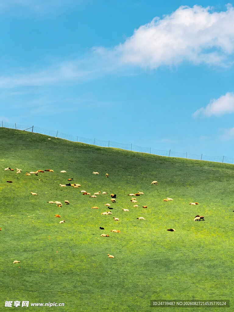 草原羊群蓝天美景