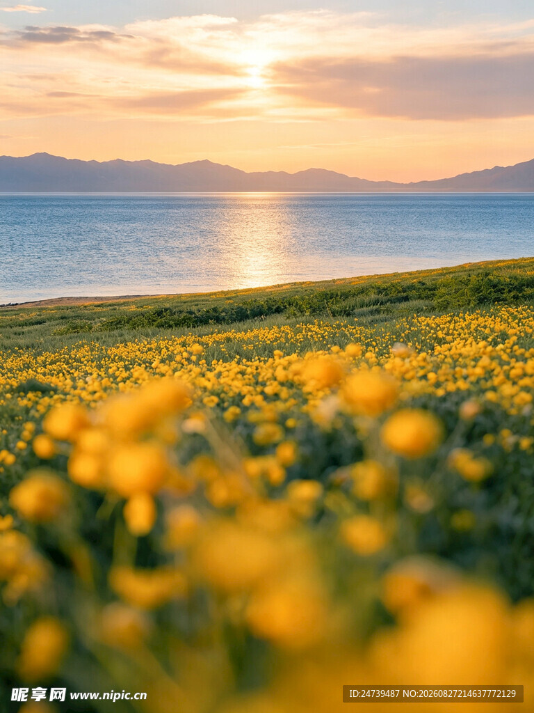 夕阳下的金黄花海
