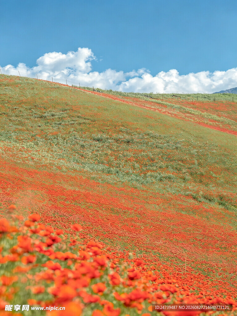 绚烂花海