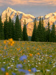 山间花海与壮丽雪山美景