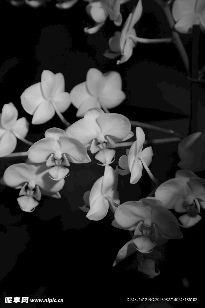 黑白花朵特写