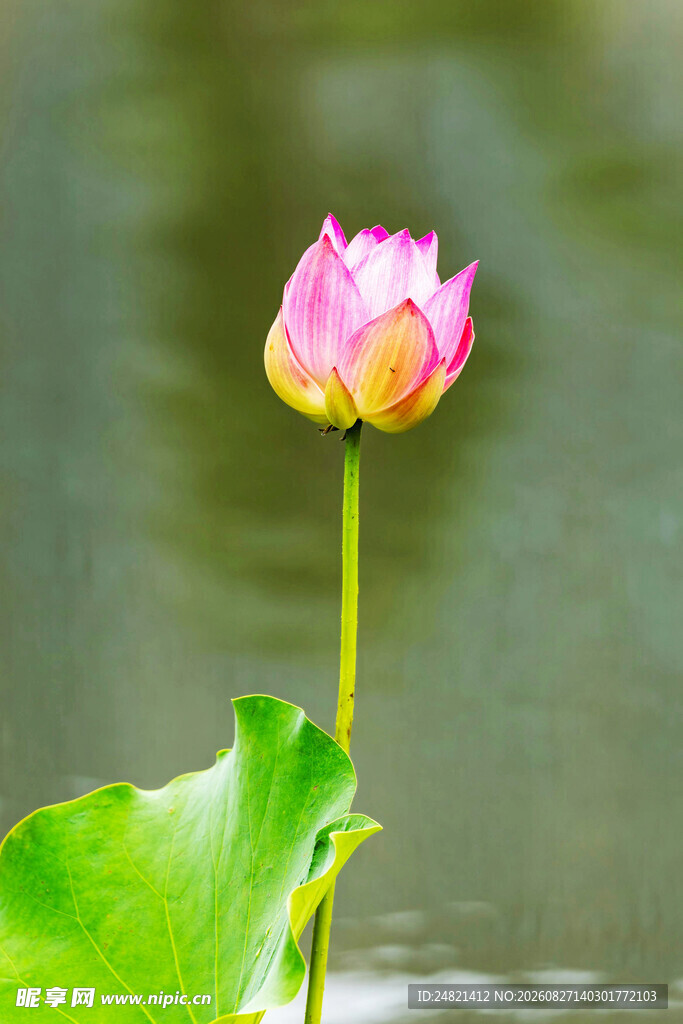 娇艳荷花绽放于绿叶间