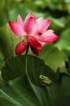 娇艳荷花与绿叶间的青蛙
